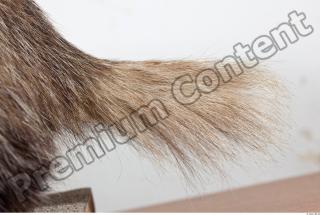 Badger tail photo reference 0001
